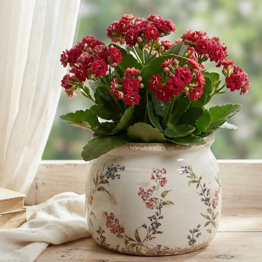 Vintage Ceramic Planters With Drainage For Succulents And Decor