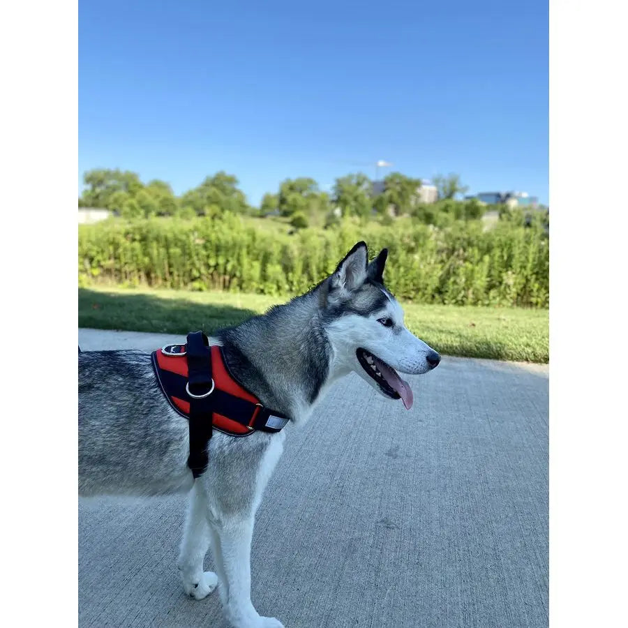 NoPull Dog Harness With Reflective Vest And 3 Leash Clips