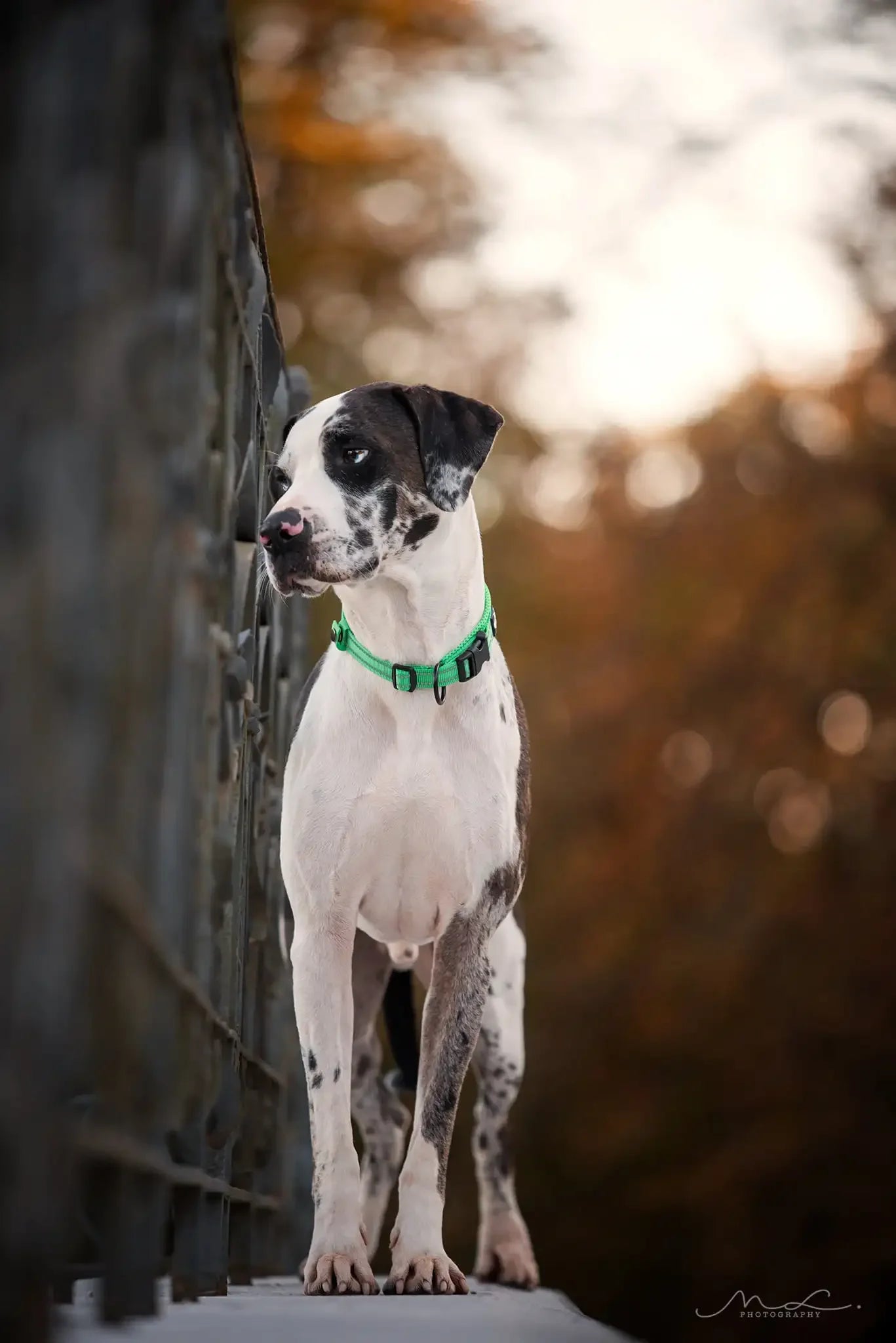 TRUELOVECN Truelove Nylon Padded Reflective Dog Collar